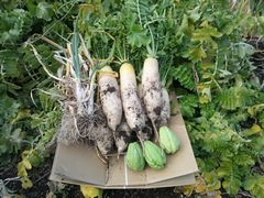 自家菜園で採れた野菜達